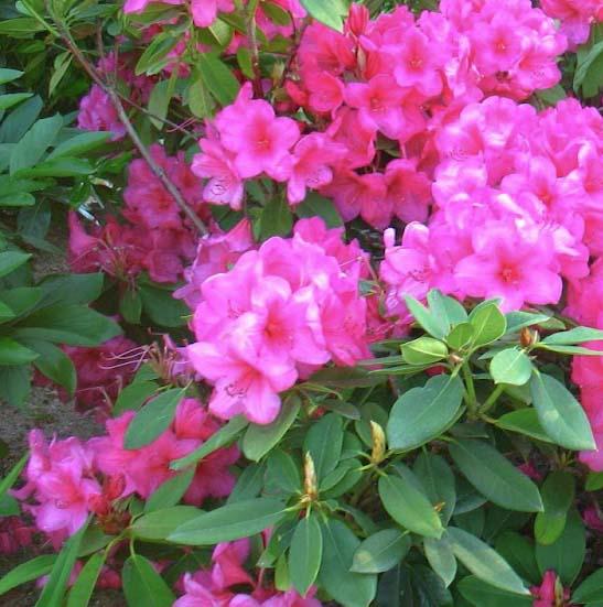 Rhododendron 'anna Rose Whitney' - View 29 from www redcrocus com