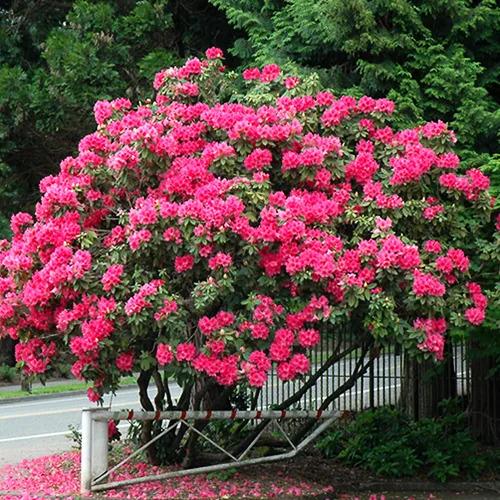 Rhododendron 'anna Rose Whitney' - View 2 from www redcrocus com