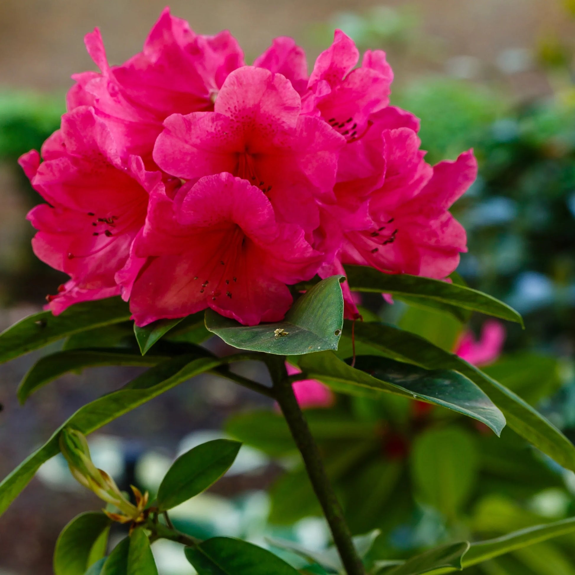 Rhododendron 'anna Rose Whitney' - View 31 from www redcrocus com