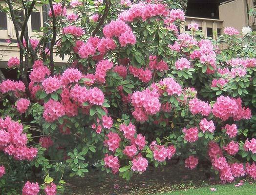 Rhododendron 'anna Rose Whitney' - View 3 from www redcrocus com
