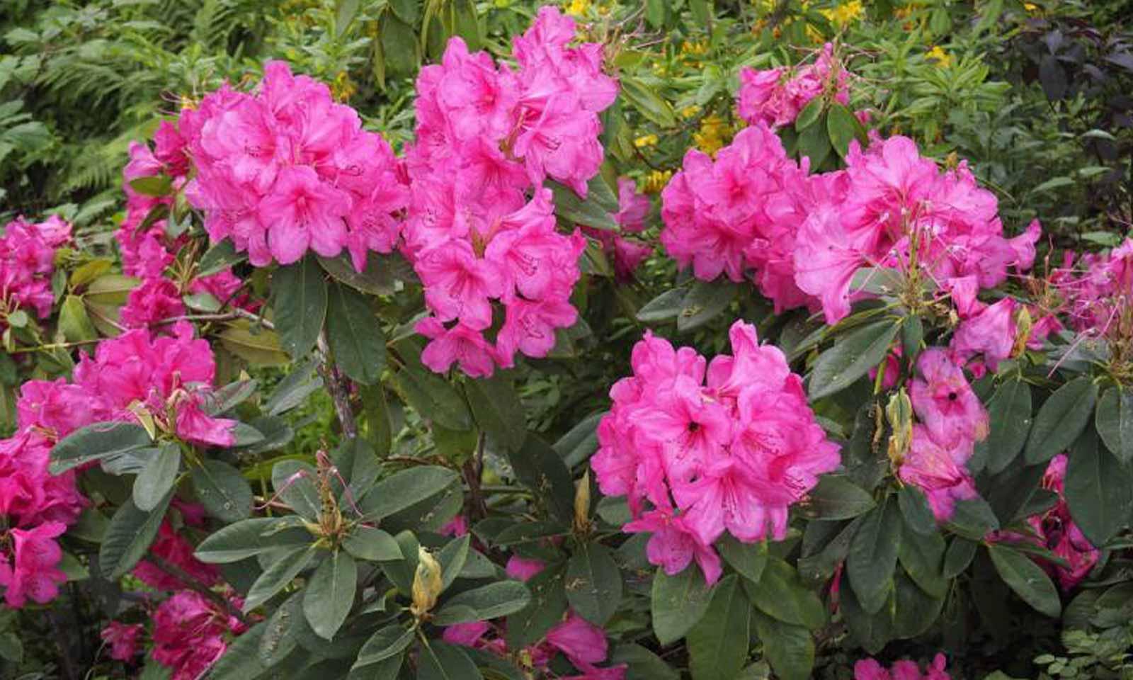 Rhododendron 'anna Rose Whitney' - View 6 from www redcrocus com