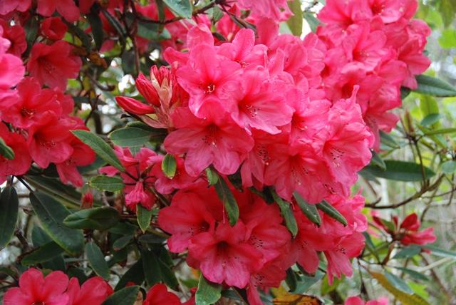 Rhododendron 'anna Rose Whitney' - View 9 from www redcrocus com