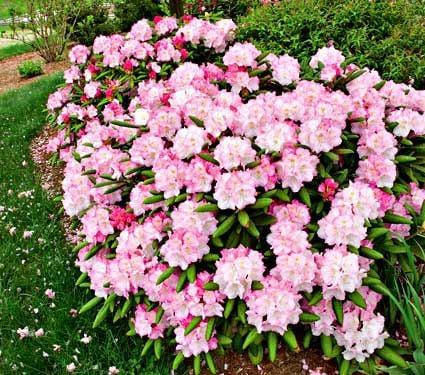 Rhododendron Yakushimanum 'yaku Prince' - View 12 from www redcrocus com
