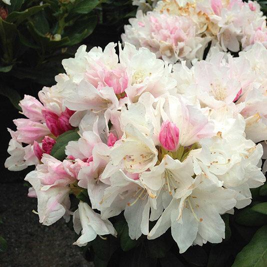 Rhododendron Yakushimanum 'yaku Prince' - View 15 from www redcrocus com