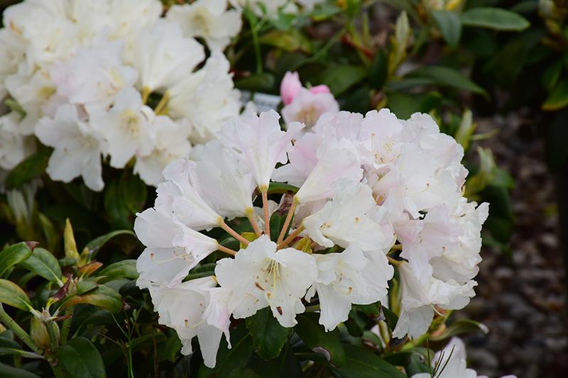Rhododendron Yakushimanum 'yaku Prince' - View 21 from www redcrocus com