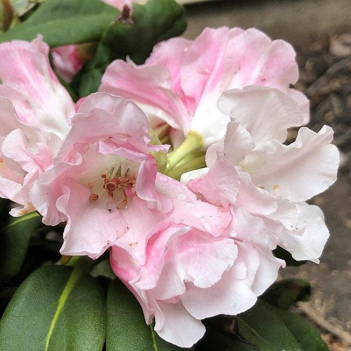 Rhododendron Yakushimanum 'yaku Prince' - View 22 from www redcrocus com