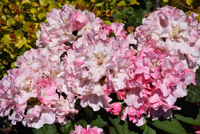 Rhododendron Yakushimanum 'yaku Prince' - View 23 from www redcrocus com