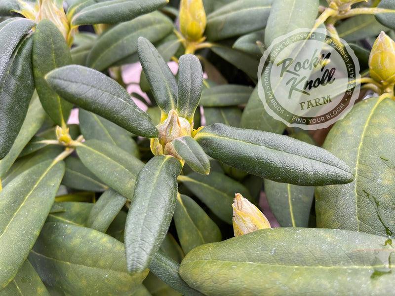 Rhododendron Yakushimanum 'yaku Prince' - View 26 from www redcrocus com
