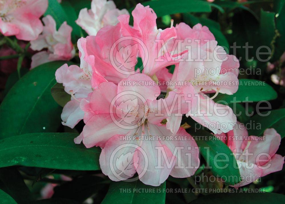 Rhododendron Yakushimanum 'yaku Prince' - View 28 from www redcrocus com