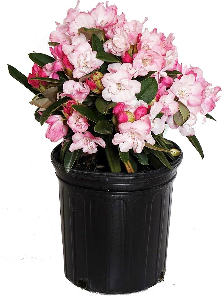 Rhododendron Yakushimanum 'yaku Prince' - View 33 from www redcrocus com