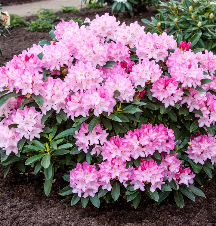 Rhododendron Yakushimanum 'yaku Prince' - View 34 from www redcrocus com