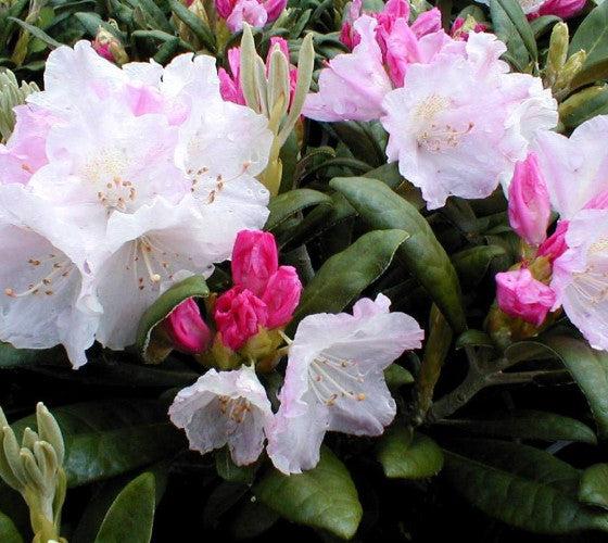 Rhododendron Yakushimanum 'yaku Prince' - View 35 from www redcrocus com