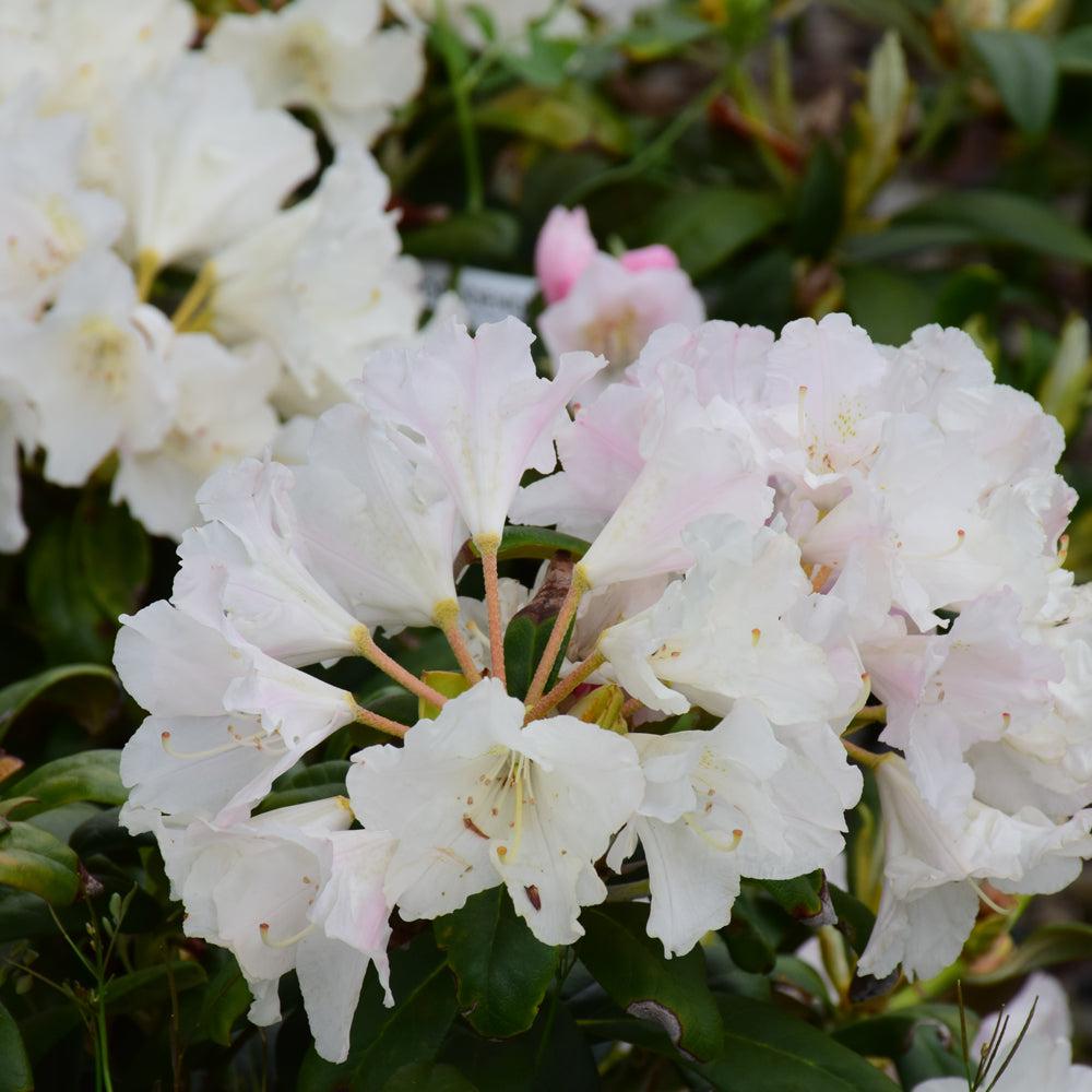 Rhododendron Yakushimanum 'yaku Prince' - View 5 from www redcrocus com