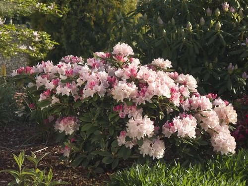Rhododendron Yakushimanum 'yaku Prince' - View 8 from www redcrocus com