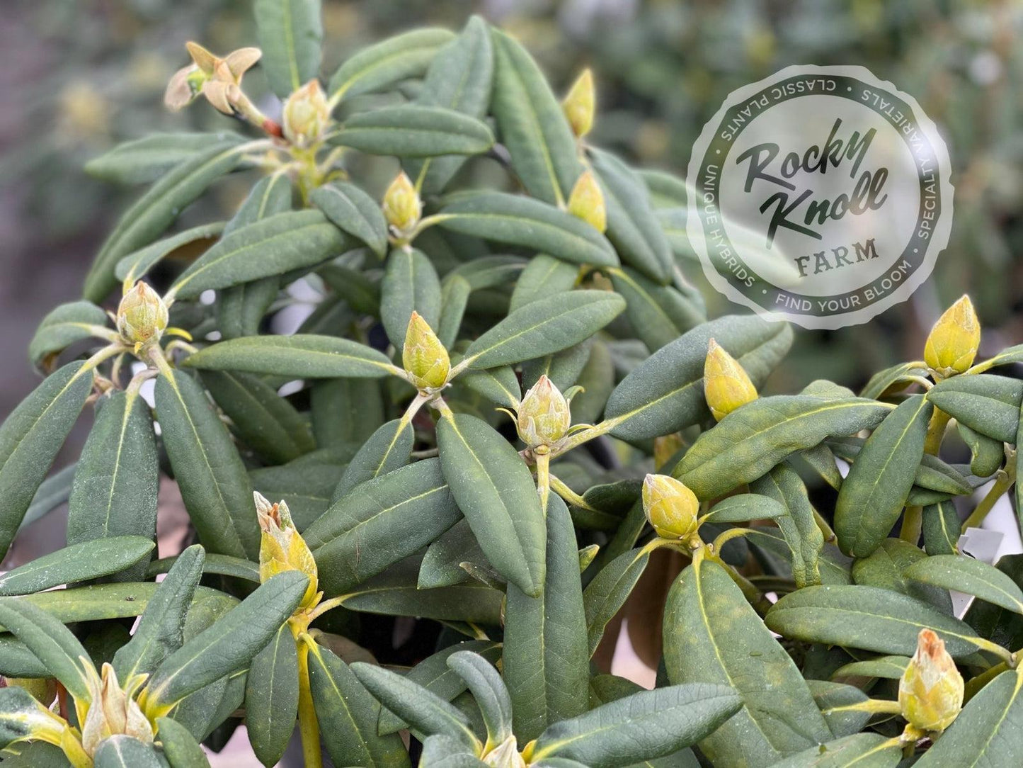 Rhododendron Yakushimanum 'yaku Prince' - View 9 from www redcrocus com
