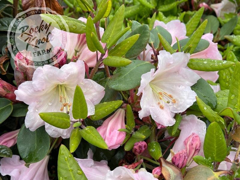 Rhododendron 'kimberly' - View 11 from www redcrocus com