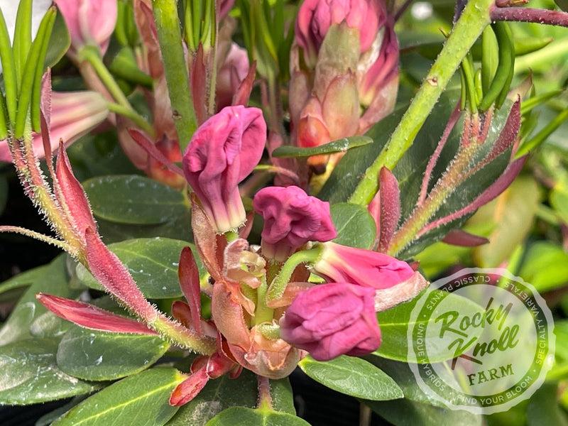 Rhododendron 'kimberly' - View 13 from www redcrocus com