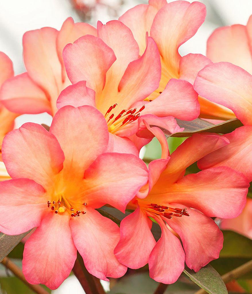 Rhododendron 'kimberly' - View 14 from www redcrocus com