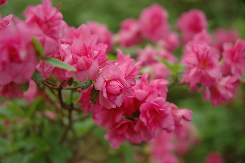 Rhododendron 'kimberly' - View 15 from www redcrocus com