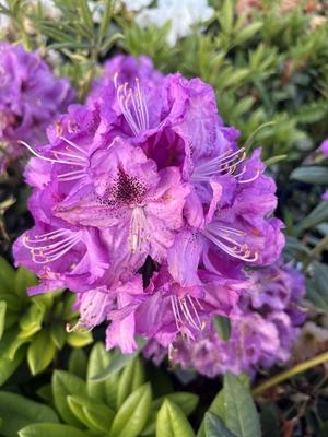 Rhododendron 'kimberly' - View 16 from www redcrocus com