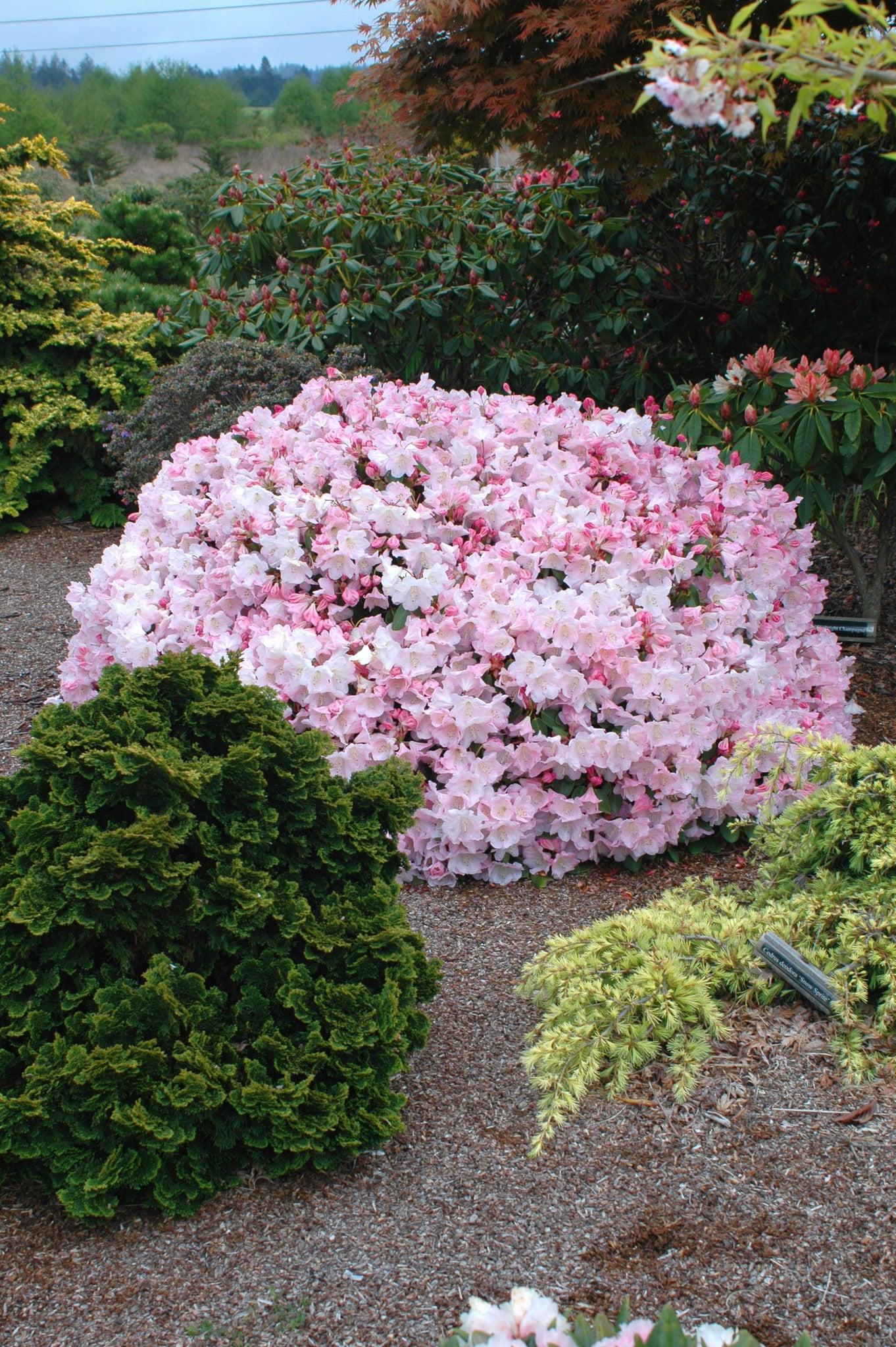 Rhododendron 'kimberly' - View 1 from www redcrocus com