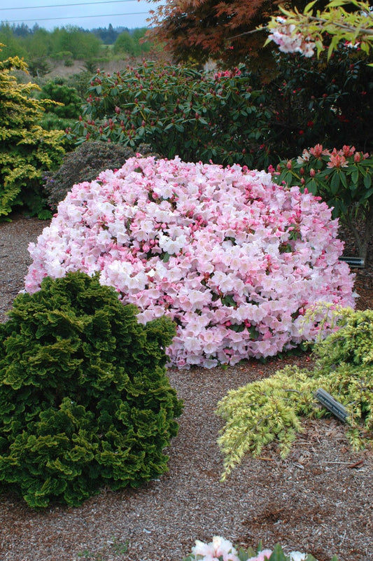 Rhododendron 'kimberly' - View 1 from www redcrocus com