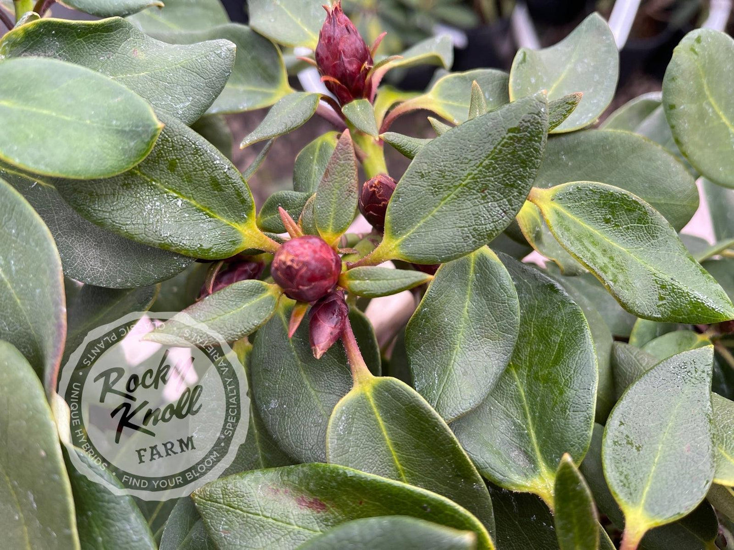 Rhododendron 'kimberly' - View 22 from www redcrocus com