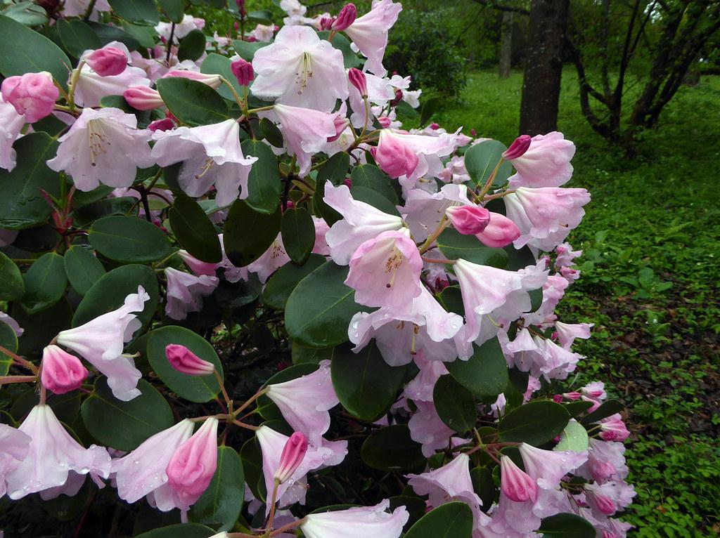 Rhododendron 'kimberly' - View 3 from www redcrocus com