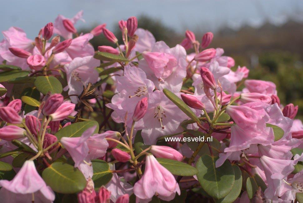 Rhododendron 'kimberly' - View 5 from www redcrocus com