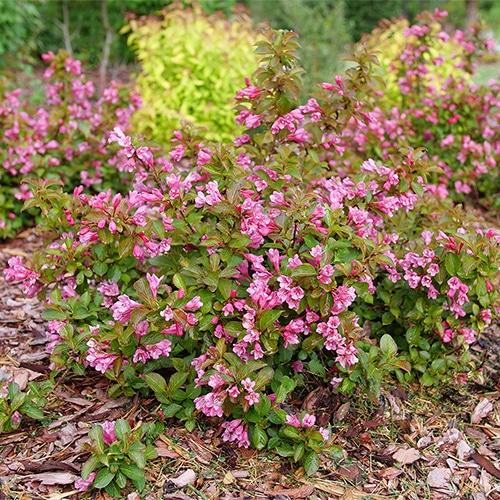 Weigela Florida 'midnight Sun' - View 11 from www redcrocus com