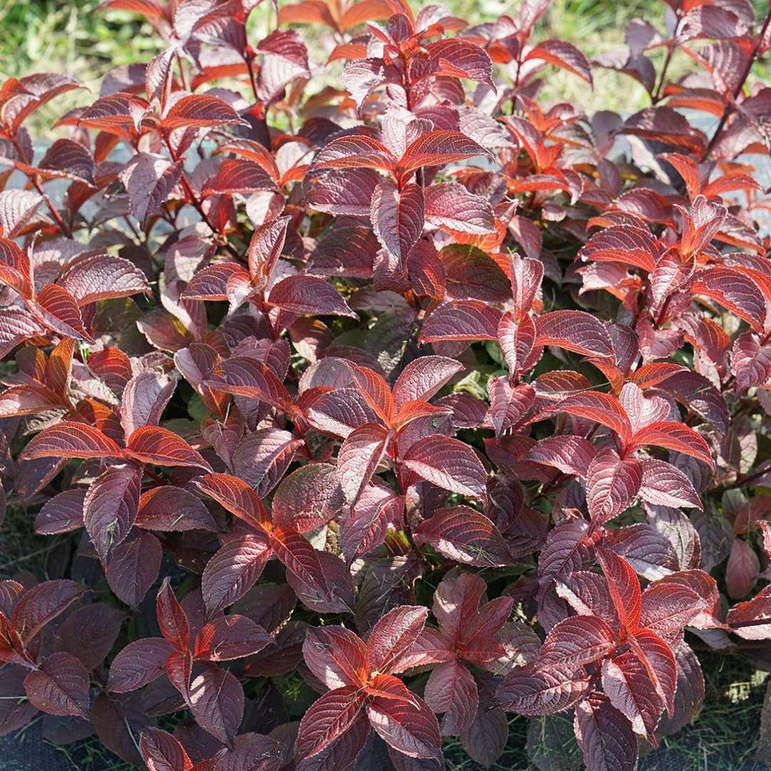 Weigela Florida 'midnight Sun' - View 12 from www redcrocus com