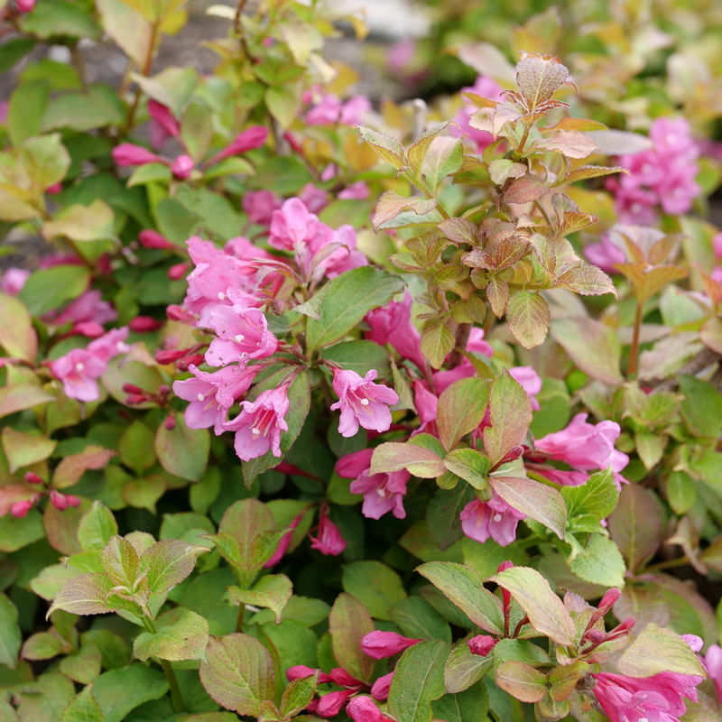 Weigela Florida 'midnight Sun' - View 14 from www redcrocus com