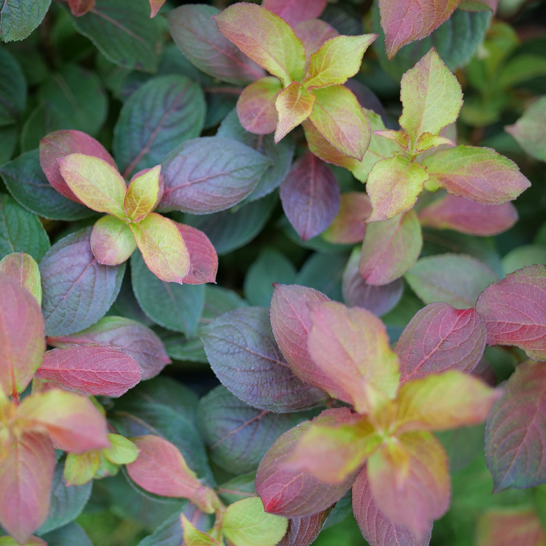 Weigela Florida 'midnight Sun' - View 15 from www redcrocus com