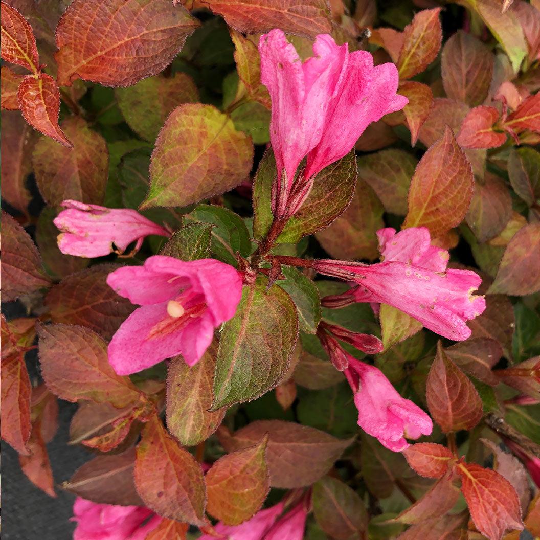 Weigela Florida 'midnight Sun' - View 16 from www redcrocus com