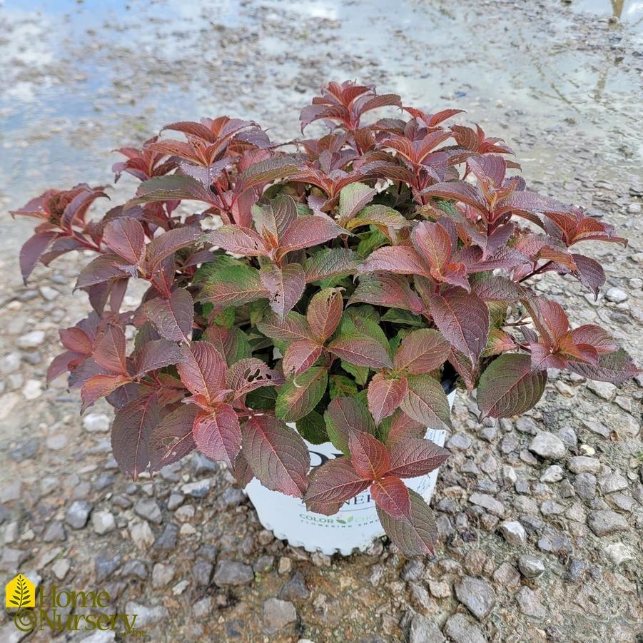 Weigela Florida 'midnight Sun' - View 17 from www redcrocus com