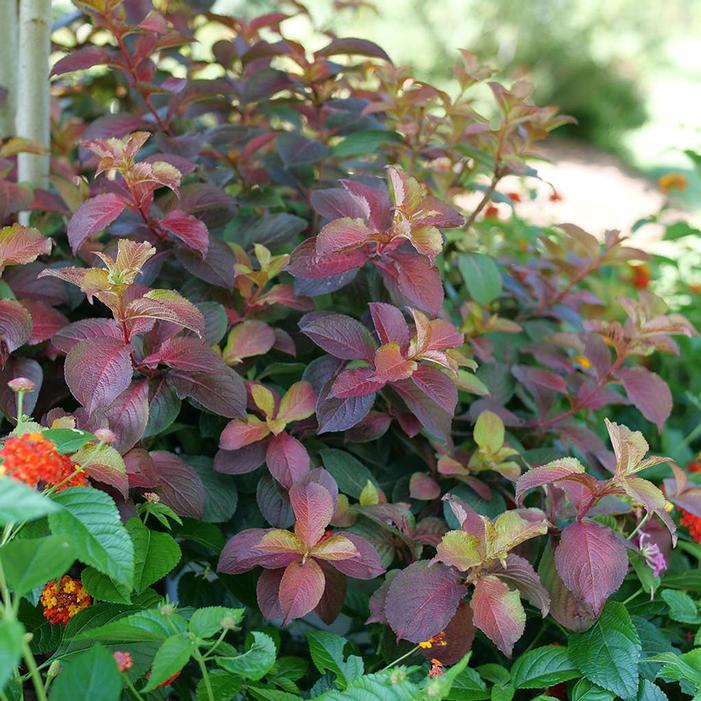 Weigela Florida 'midnight Sun' - View 18 from www redcrocus com