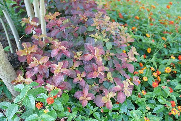 Weigela Florida 'midnight Sun' - View 20 from www redcrocus com
