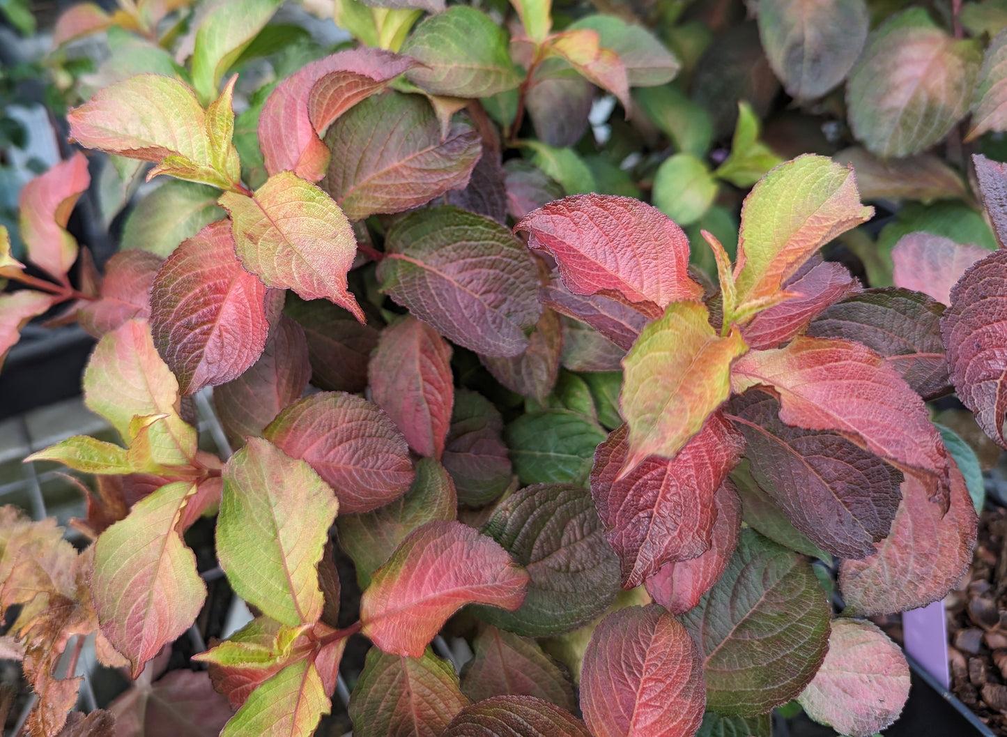 Weigela Florida 'midnight Sun' - View 21 from www redcrocus com