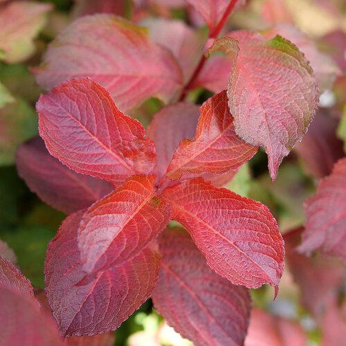 Weigela Florida 'midnight Sun' - View 22 from www redcrocus com