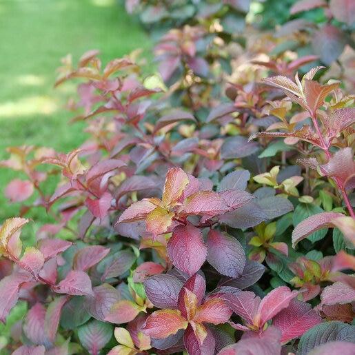 Weigela Florida 'midnight Sun' - View 23 from www redcrocus com