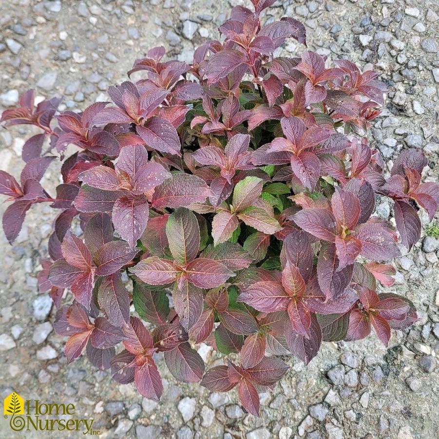 Weigela Florida 'midnight Sun' - View 24 from www redcrocus com
