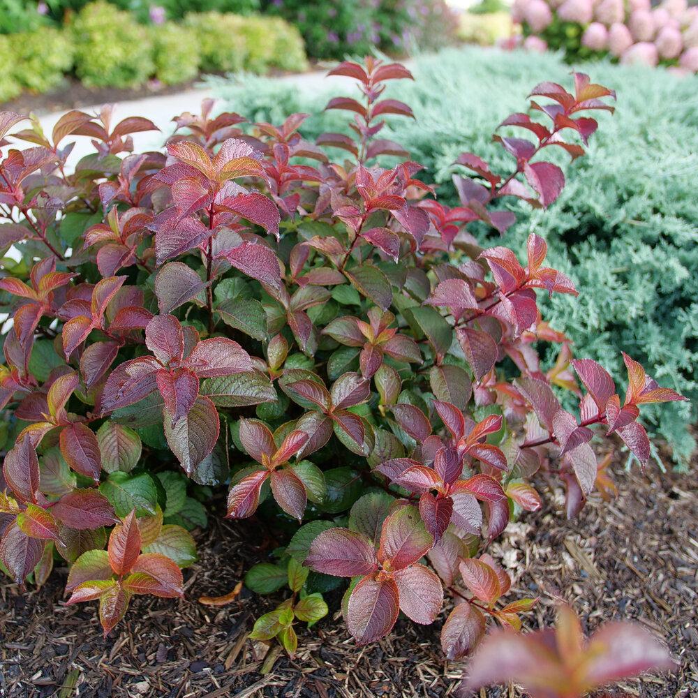 Weigela Florida 'midnight Sun' - View 25 from www redcrocus com