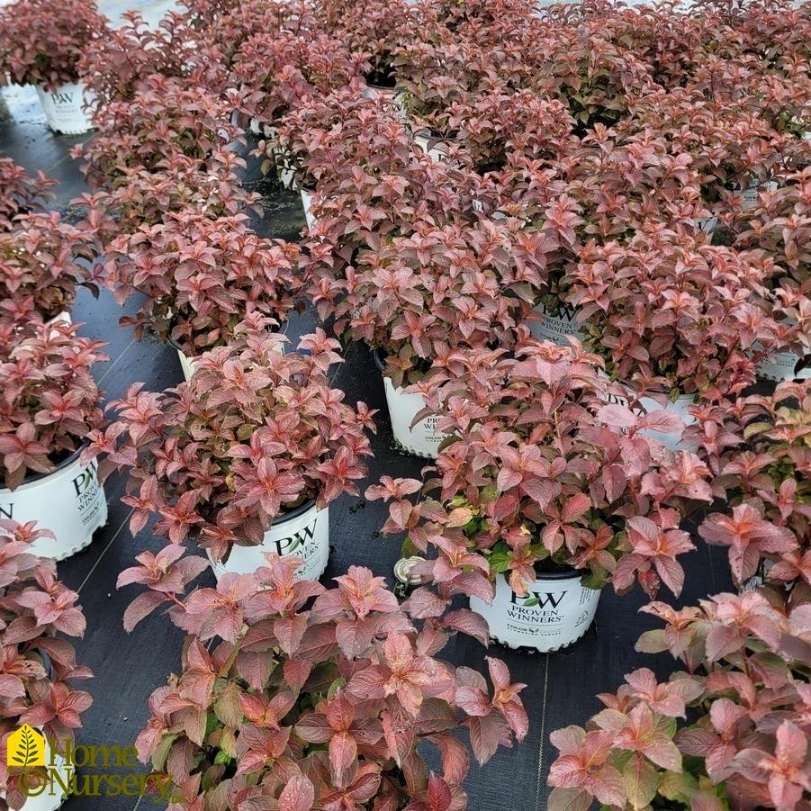 Weigela Florida 'midnight Sun' - View 26 from www redcrocus com