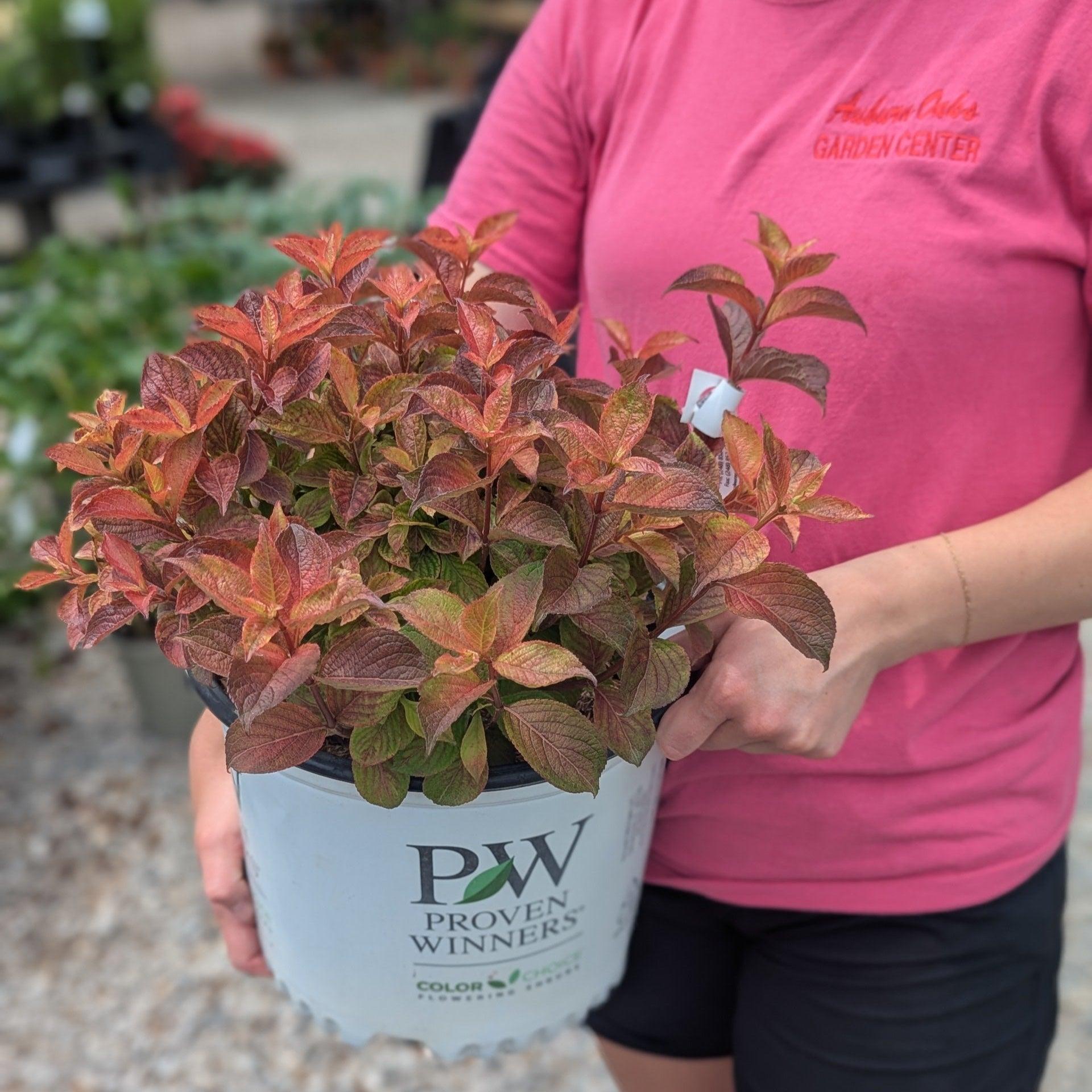 Weigela Florida 'midnight Sun' - View 28 from www redcrocus com