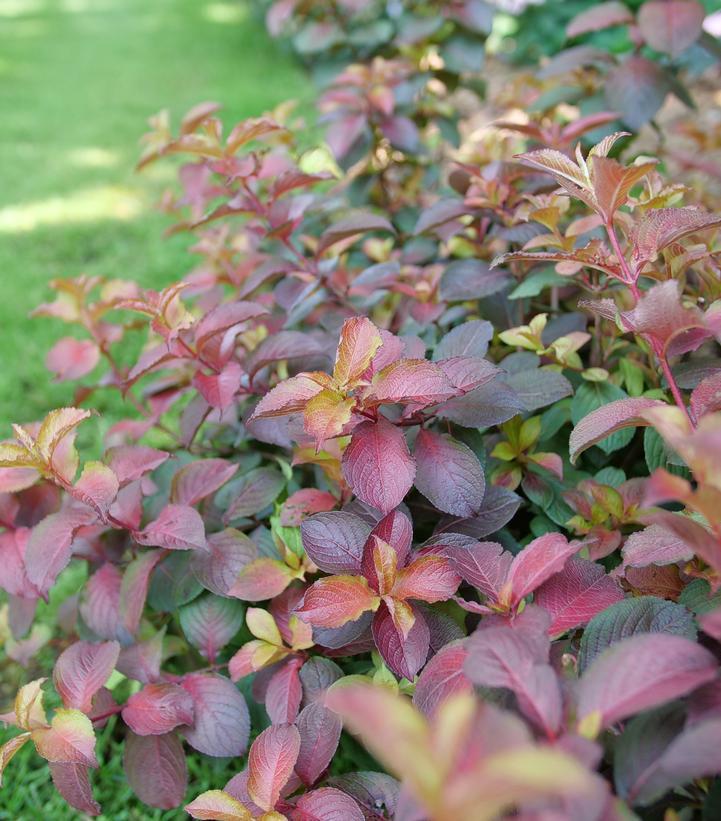 Weigela Florida 'midnight Sun' - View 30 from www redcrocus com