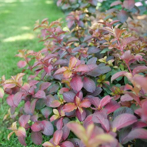 Weigela Florida 'midnight Sun' - View 32 from www redcrocus com