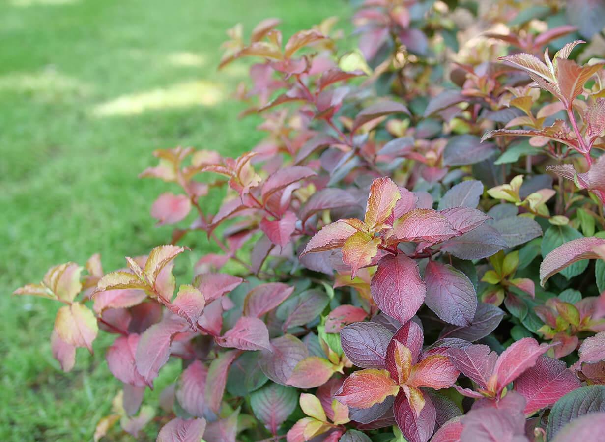 Weigela Florida 'midnight Sun' - View 34 from www redcrocus com