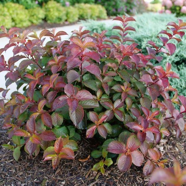 Weigela Florida 'midnight Sun' - View 35 from www redcrocus com