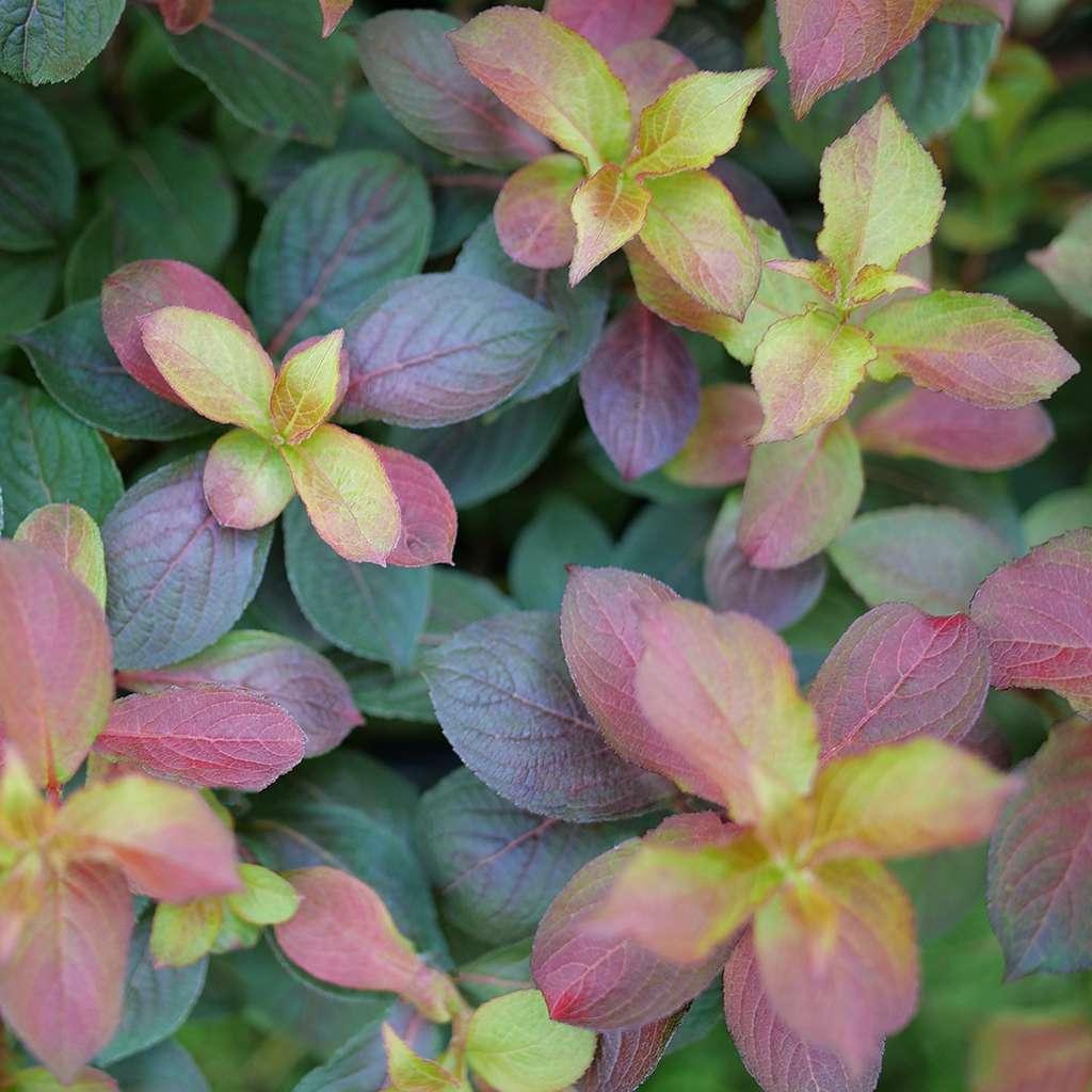 Weigela Florida 'midnight Sun' - View 36 from www redcrocus com