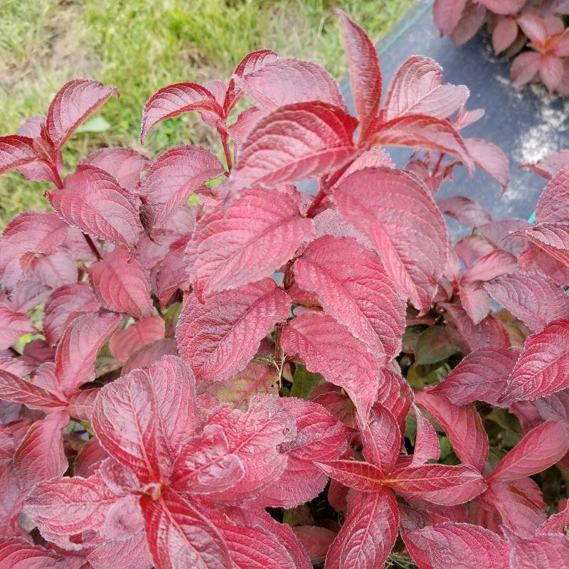 Weigela Florida 'midnight Sun' - View 37 from www redcrocus com